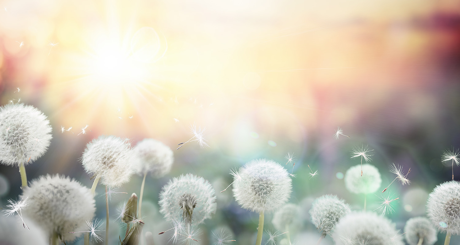 Dandelions for faq for sound Advice Counseling and Psychotherapy