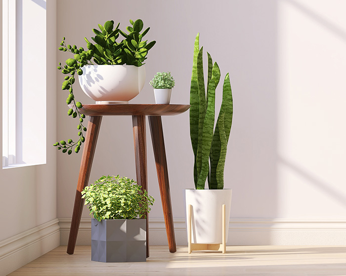 Group of potted plants in the window.